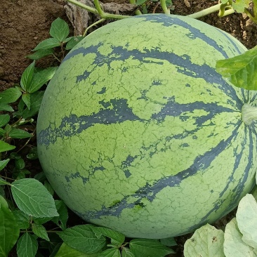 西瓜