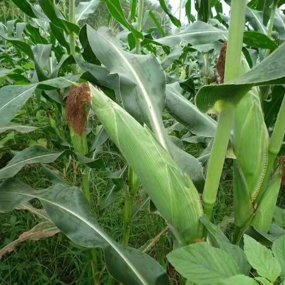 玉米大喇叭口期追肥作业现场