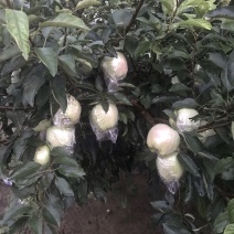 编号深13精品优质青苹果罐头原材料基地供应！欢迎各位老板