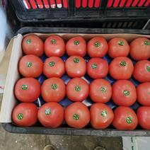 瑞星西红柿弧三以上硬粉，专共电商，超市，市场