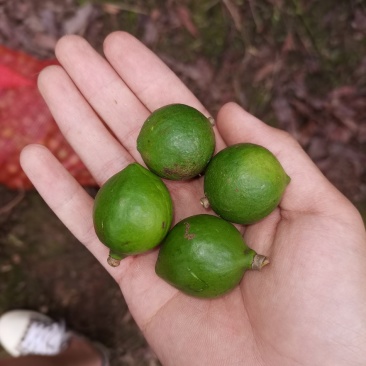 坚果夏威夷果澳洲坚果