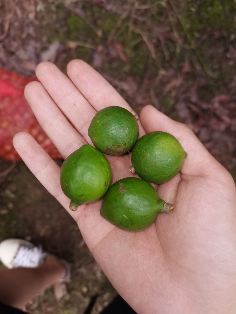 坚果夏威夷果澳洲坚果