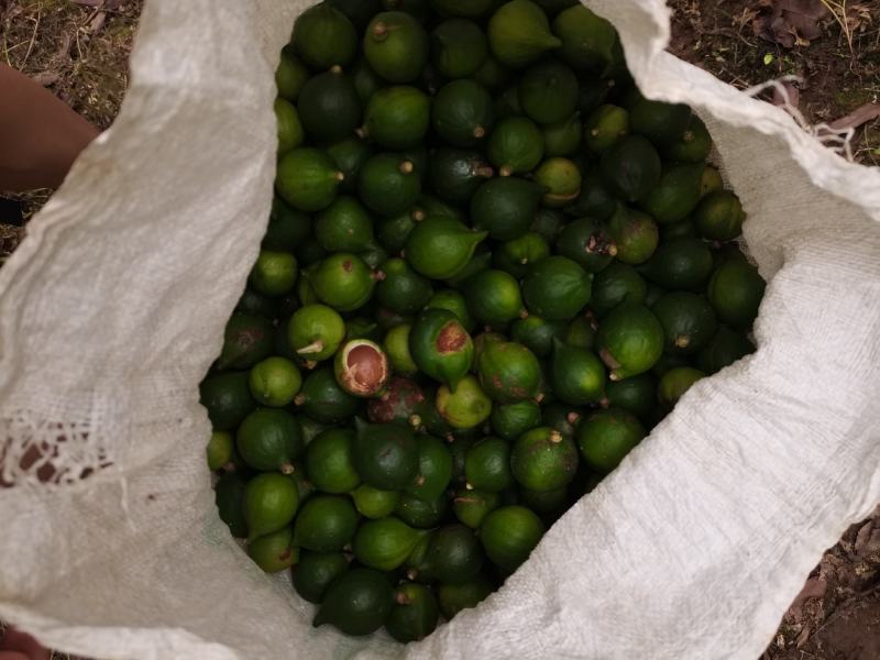 坚果夏威夷果澳洲坚果