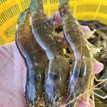 【新鲜大虾包邮顺丰】国产大虾鲜活特大对虾甜虾大海虾