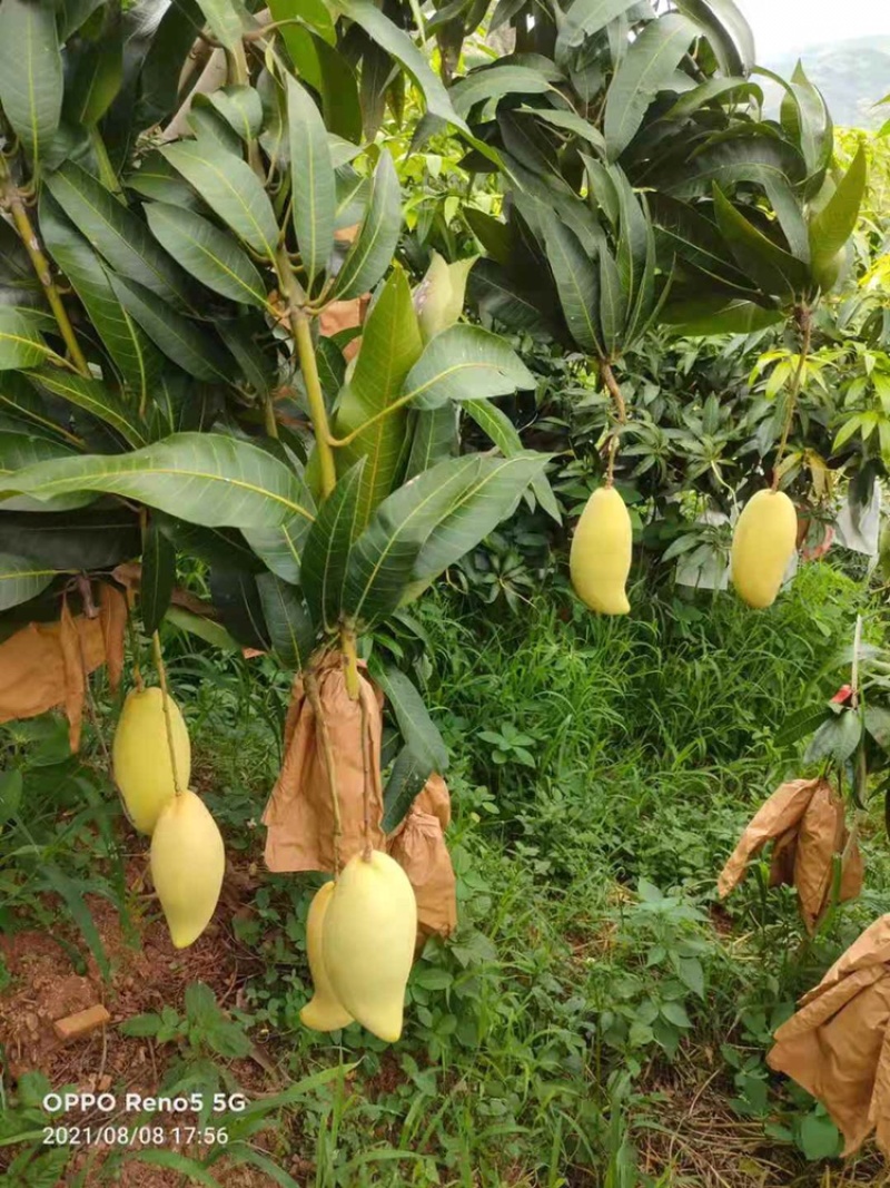 金黄皮象牙芒果果皮细腻光滑市场商超大量供应