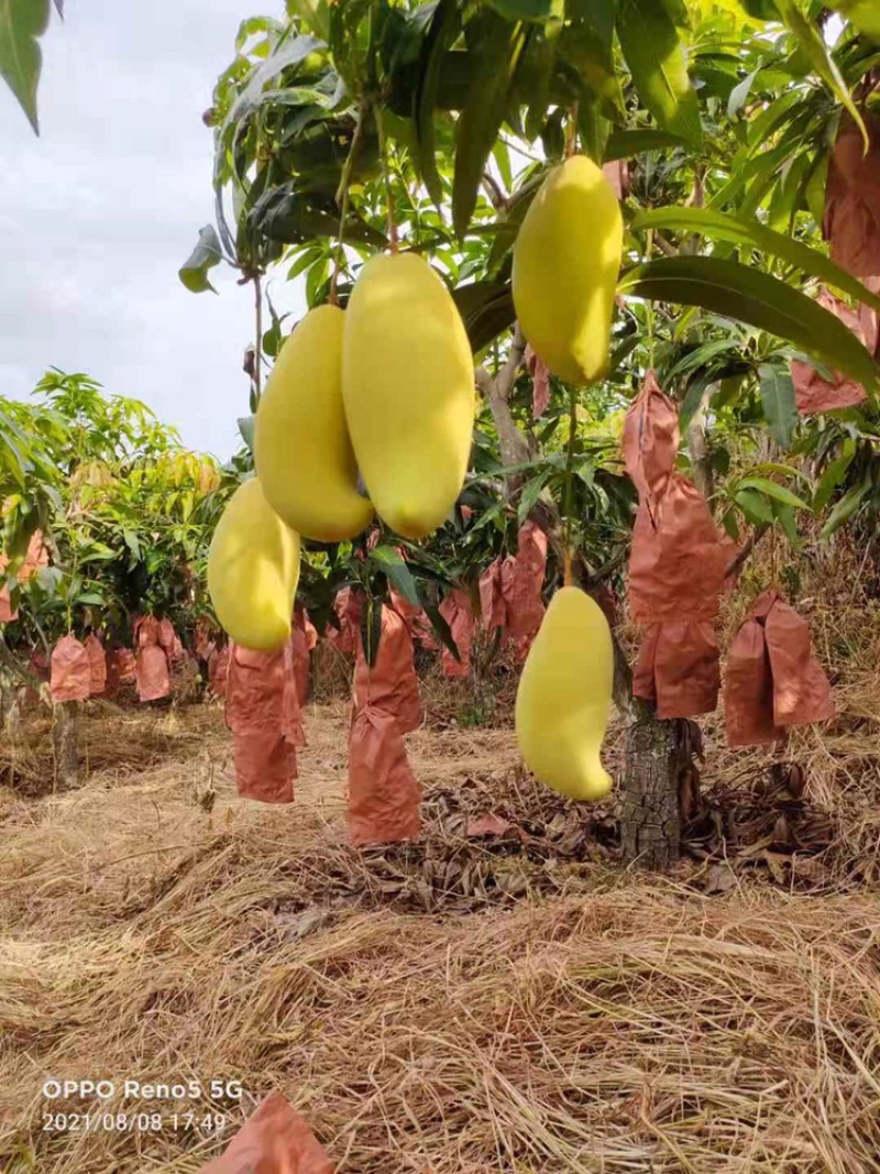 金黄皮象牙芒果果皮细腻光滑市场商超大量供应