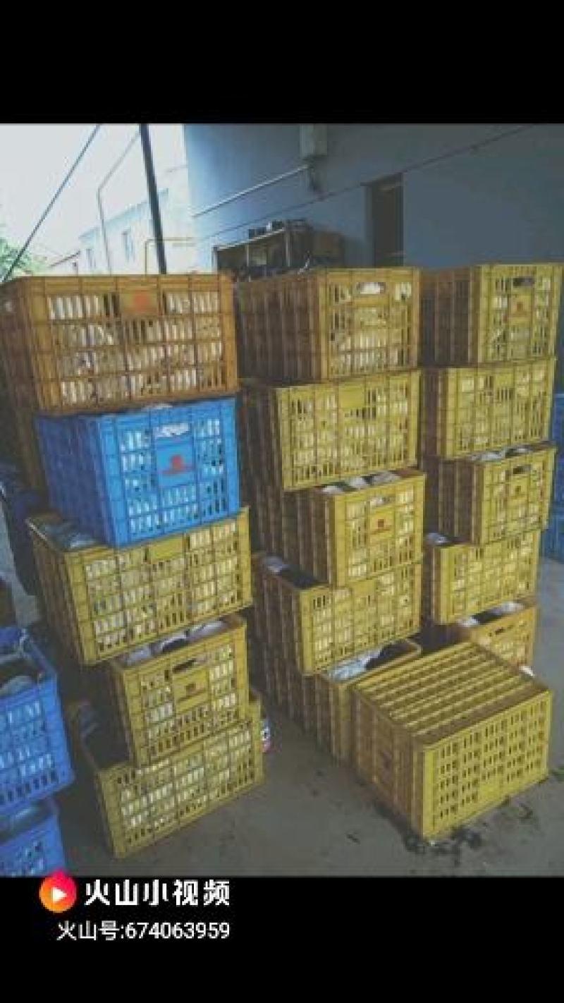 陕西宝鸡巨峰葡萄已经开园了，厅亩地欢迎新老客户光临