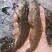 【新鲜大虾包邮顺丰】国产大虾鲜活特大对虾甜虾大海虾