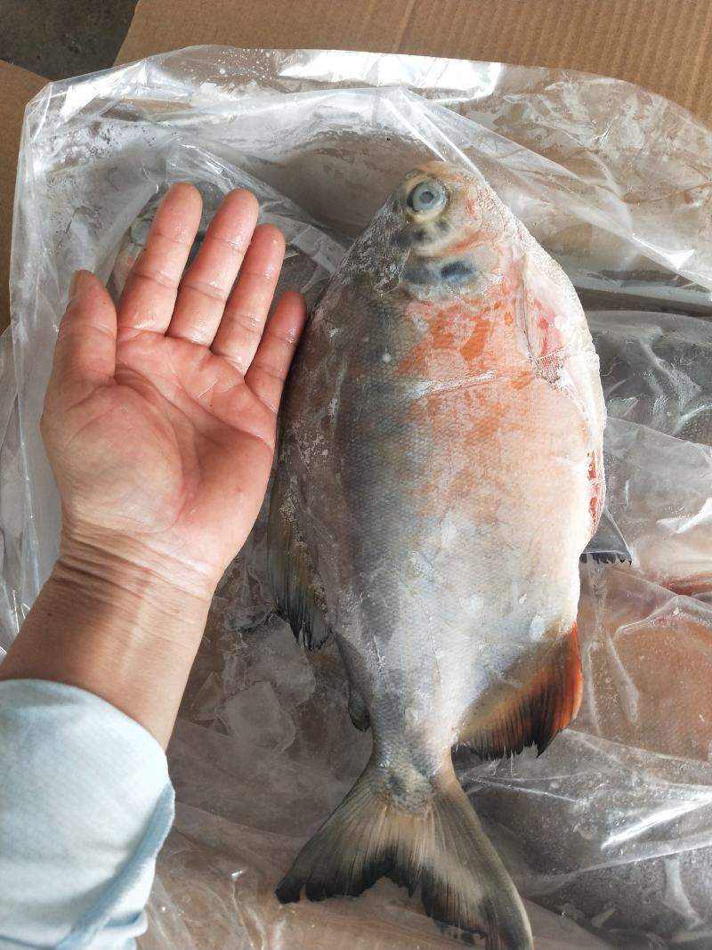红鲳鱼鲜活速冻及时1箱6斤，4种规格一手货源不包邮