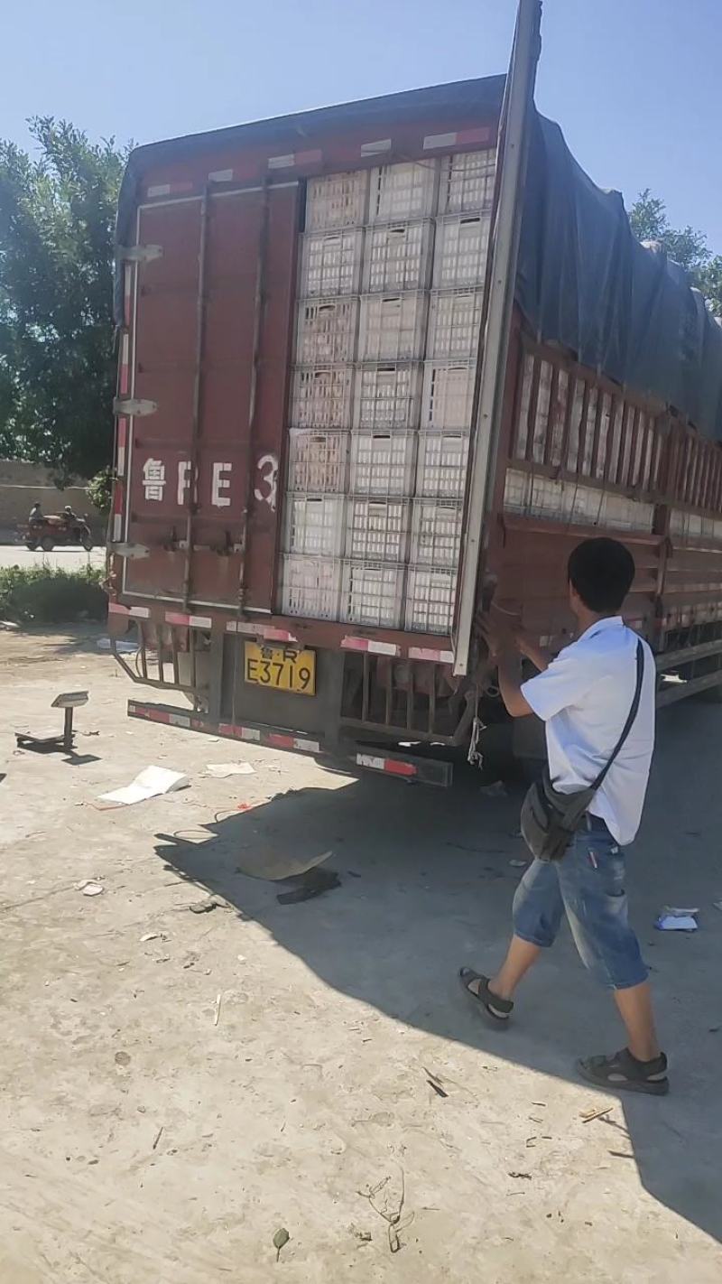 陕西礼泉纸夹膜富士纸袋膜袋富士苹果大量上市，有要的联系我