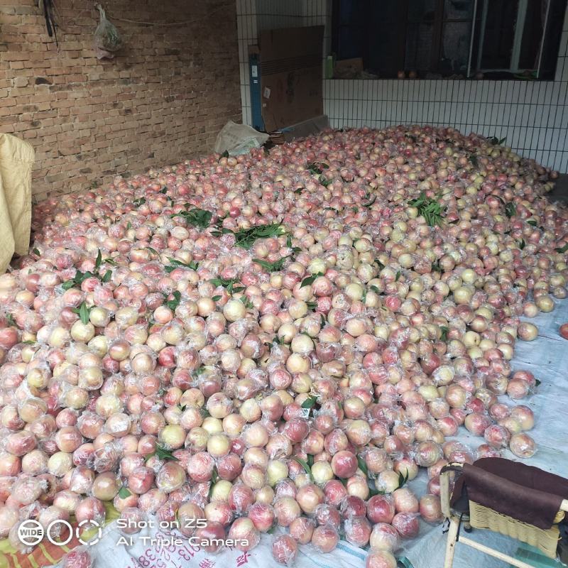 陕西礼泉膜袋秦王大量上市，欢迎前来采购