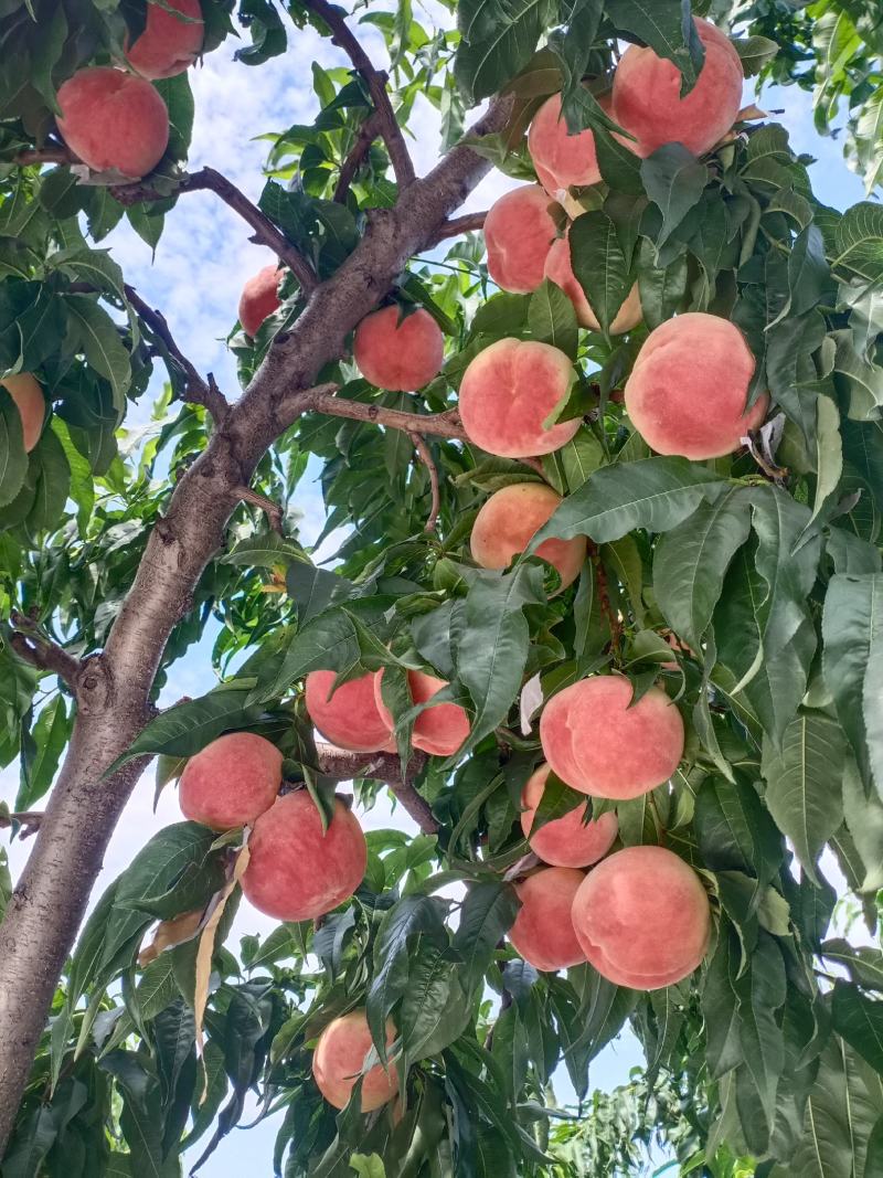 水蜜桃