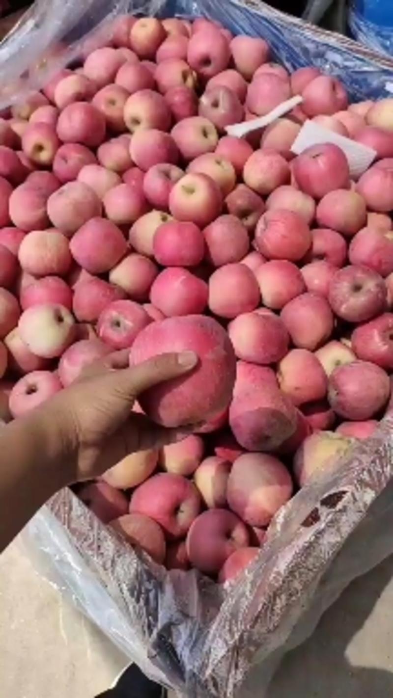 红富士苹果产地直销保质保量一手货源全国发货免费