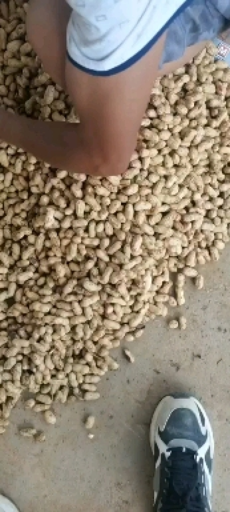 精品小白鲨产地直发价格美丽！