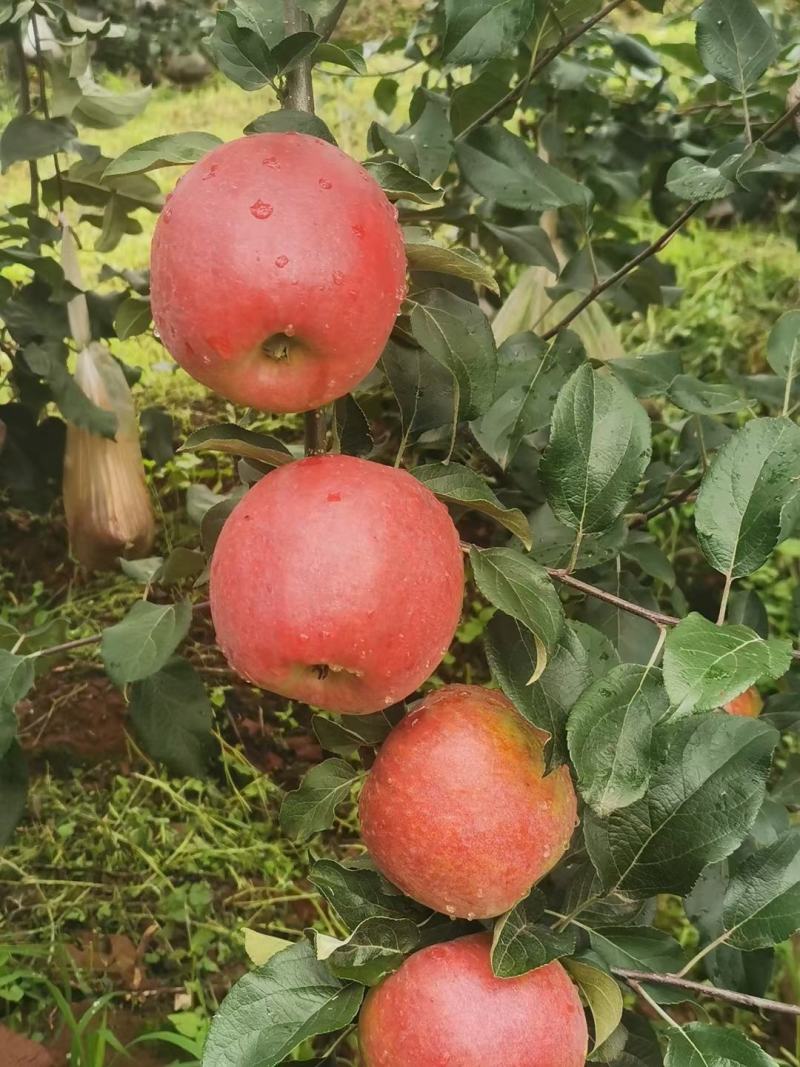 昭通鲁甸苹果