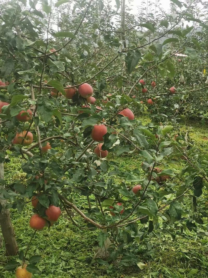 昭通鲁甸苹果