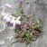 野生药材