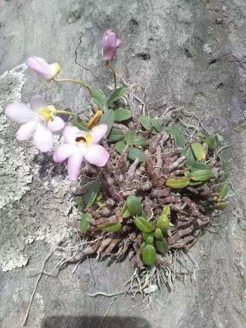 野生药材