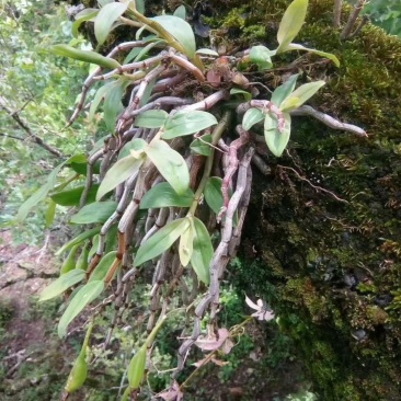 野生药材