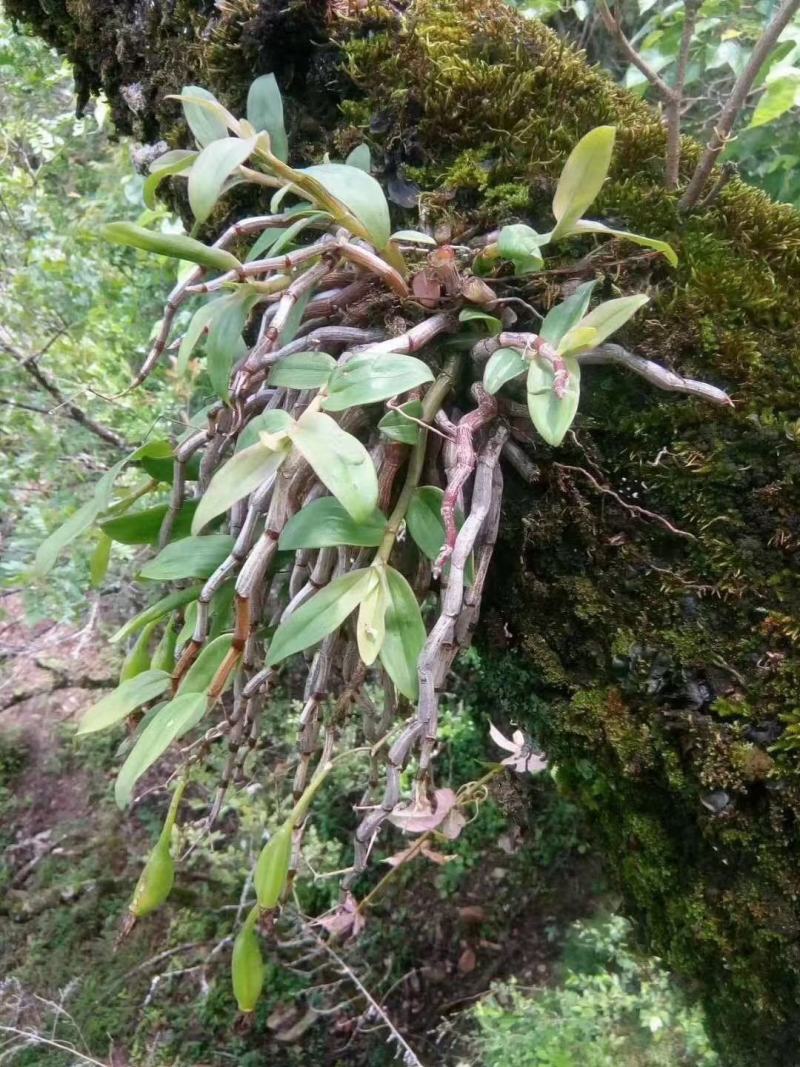 野生药材