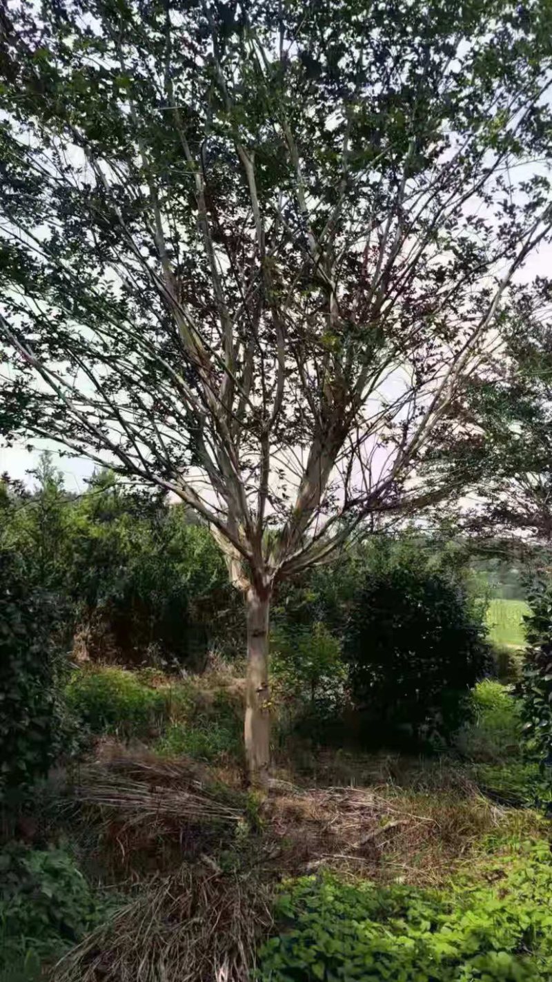 原生紫薇速生紫薇高分枝低分枝规格齐全欢迎选购