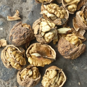 大优一号干核桃，新货已经上市啦