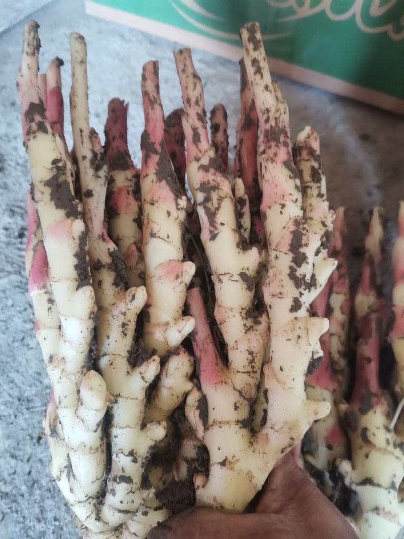 大姜，红芽鲜姜，二黄鲜姜现挖现卖，颜色白，条形长