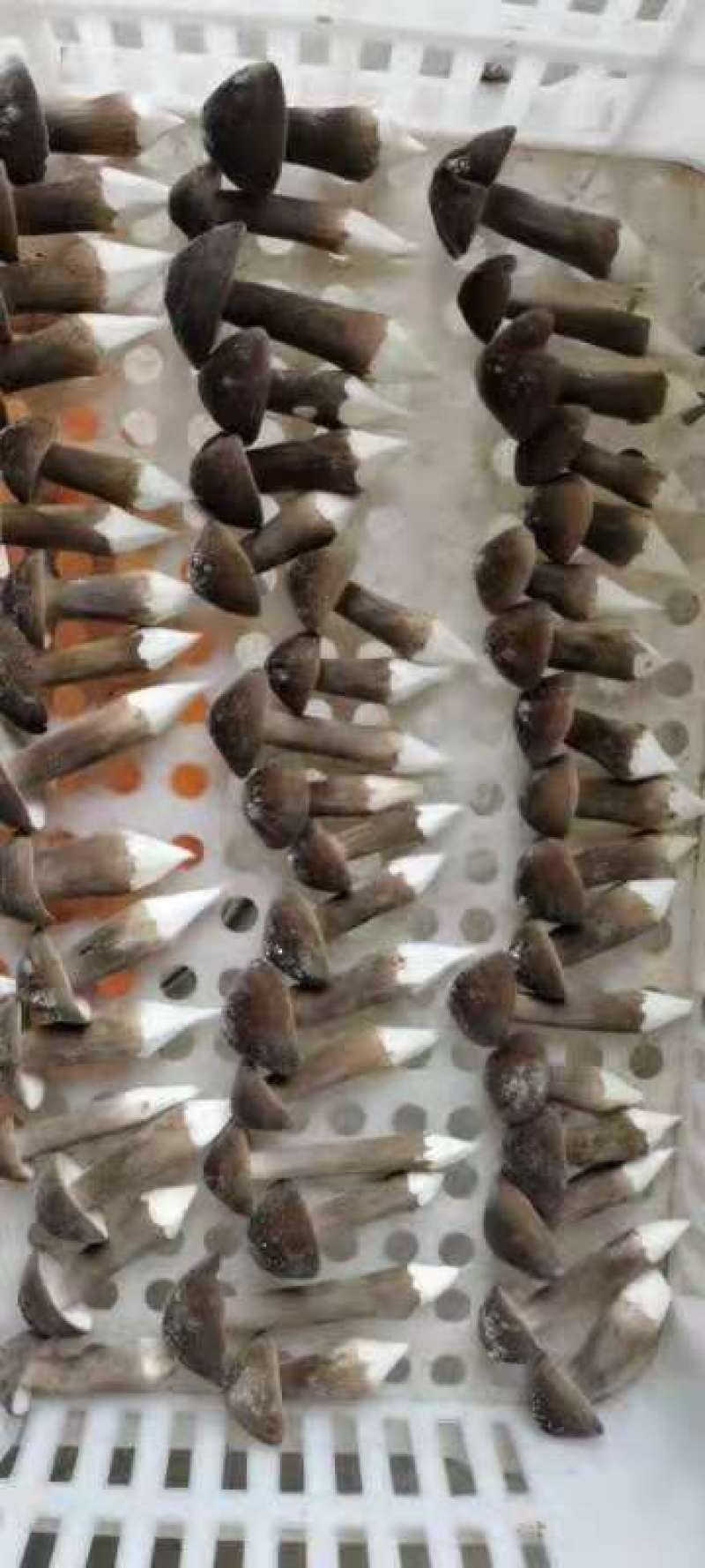 黑皮鸡枞菌