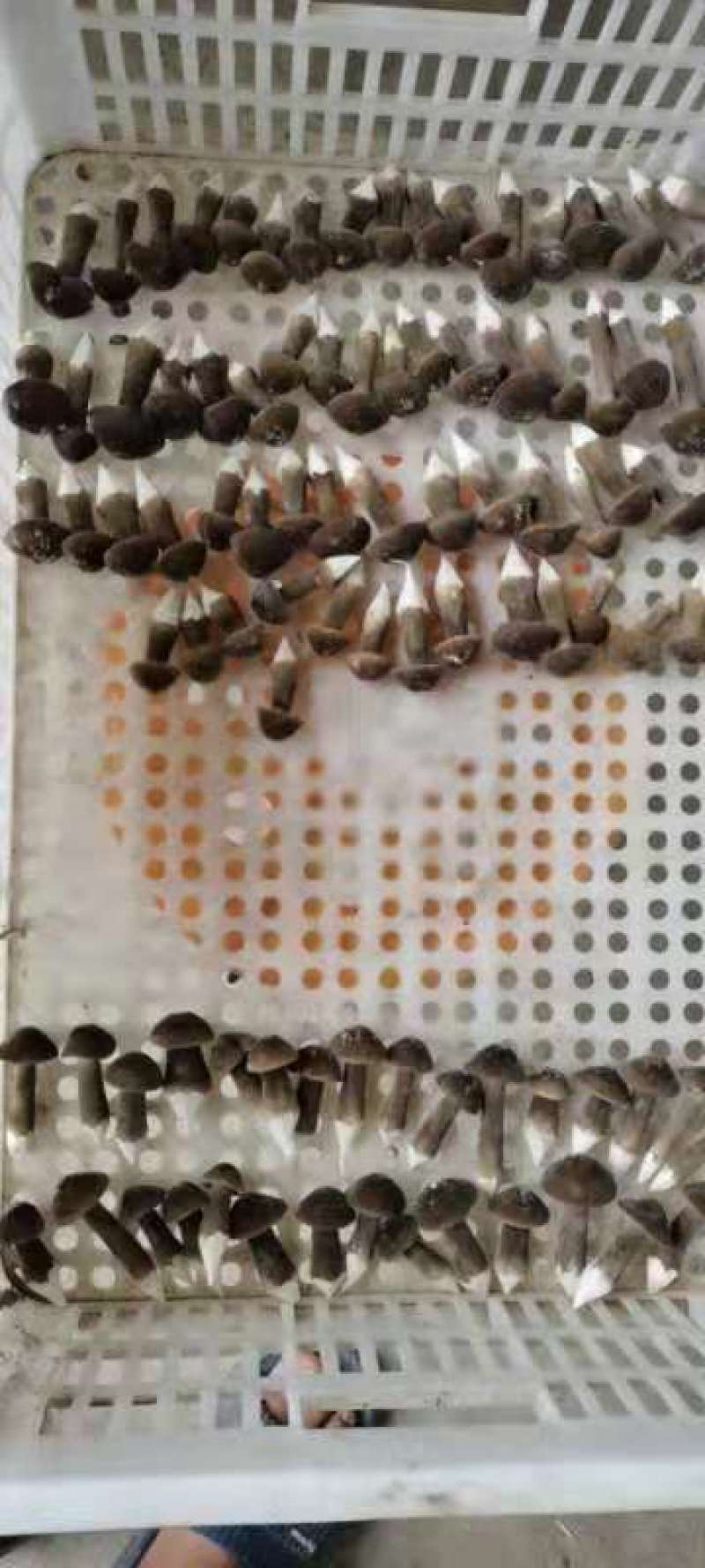 黑皮鸡枞菌