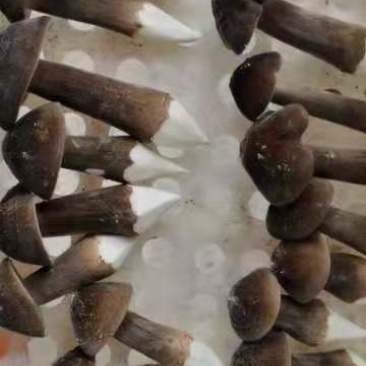黑皮鸡枞菌