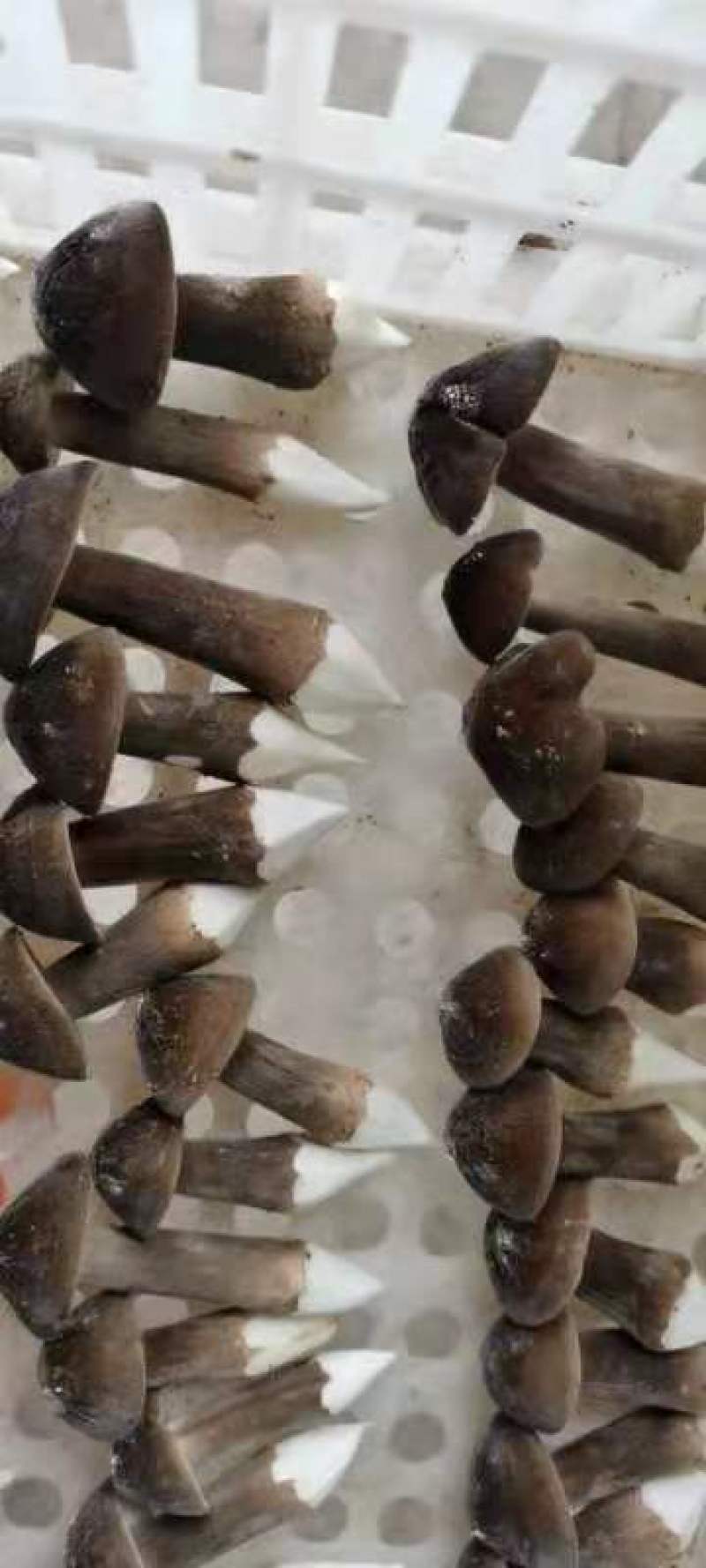 黑皮鸡枞菌