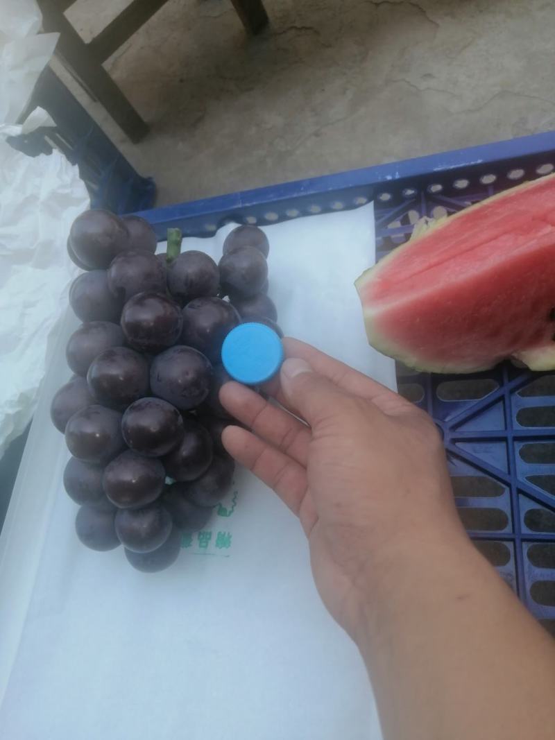 巨峰葡萄预售8月份上市
