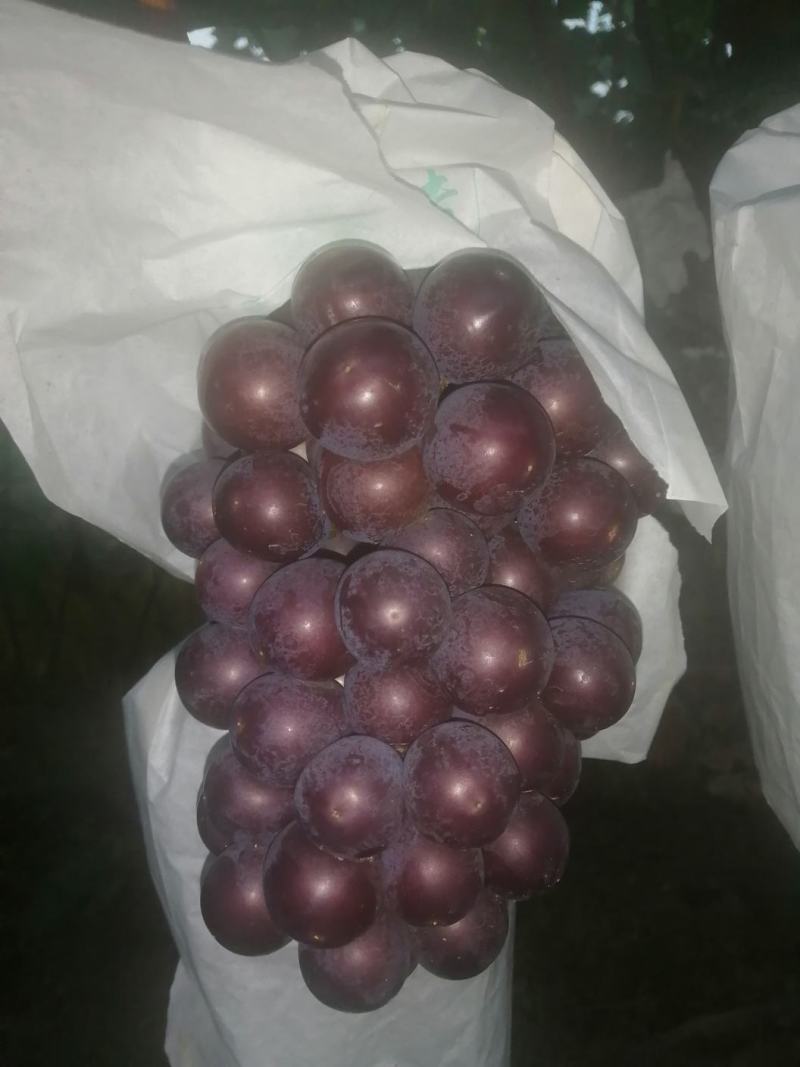 巨峰葡萄预售8月份上市