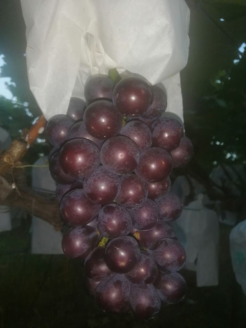 巨峰葡萄预售8月份上市