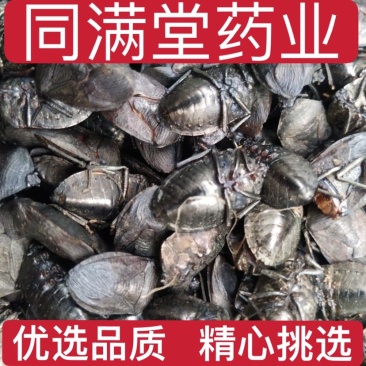 九香虫中药材大九香虫臭屁臭货真价实量大从优