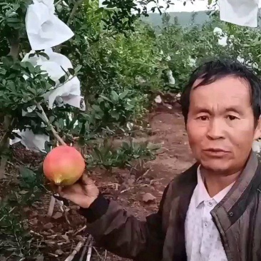 软籽石榴一件代发包邮带箱十斤