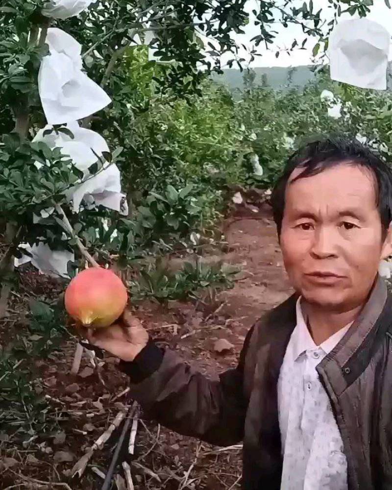 软籽石榴一件代发包邮带箱十斤