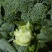 耐寒优秀西兰花单颗花球0.8-1.0斤