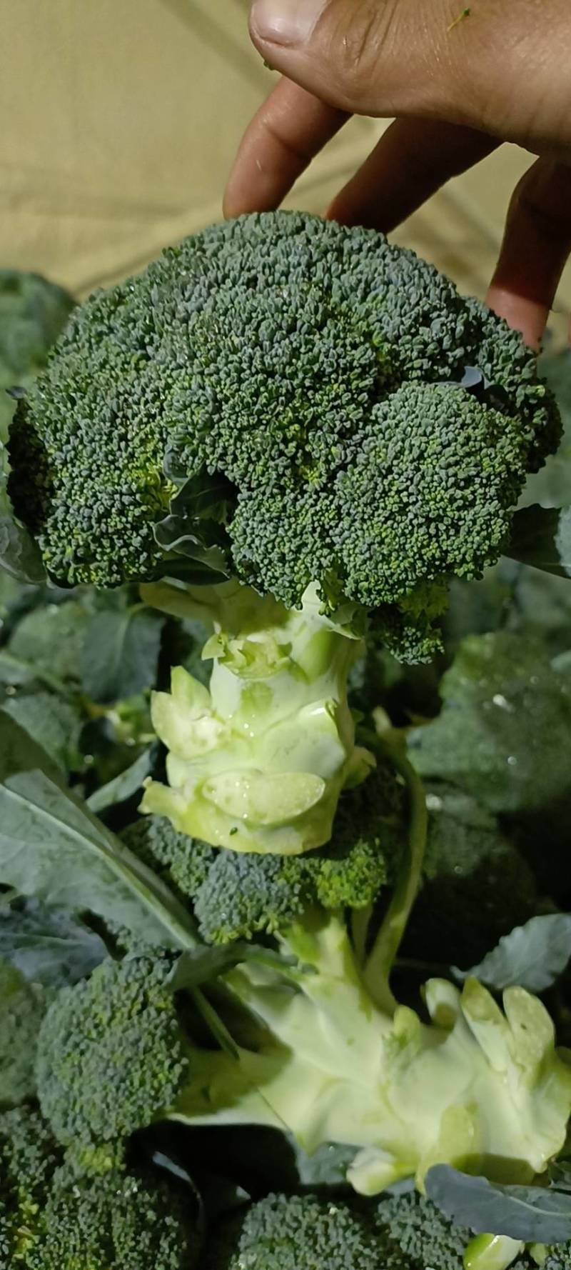 耐寒优秀西兰花单颗花球0.8-1.0斤