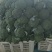 耐寒优秀西兰花单颗花球0.8-1.0斤