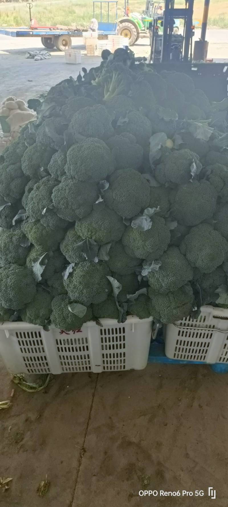 耐寒优秀西兰花单颗花球0.8-1.0斤