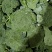 耐寒优秀西兰花单颗花球0.8-1.0斤
