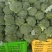 耐寒优秀西兰花单颗花球0.8-1.0斤