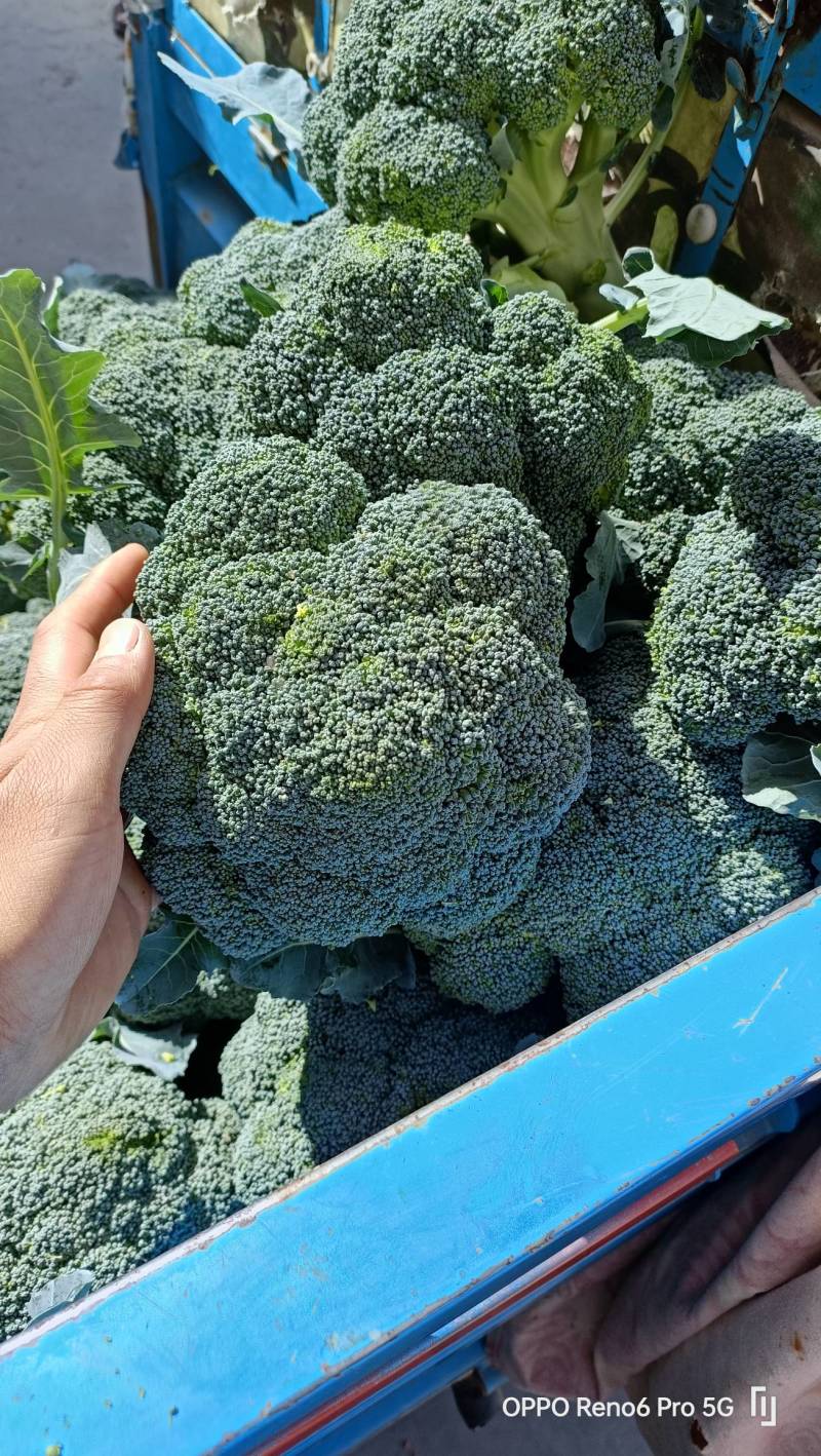 耐寒优秀西兰花单颗花球0.8-1.0斤