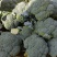 耐寒优秀西兰花单颗花球0.8-1.0斤