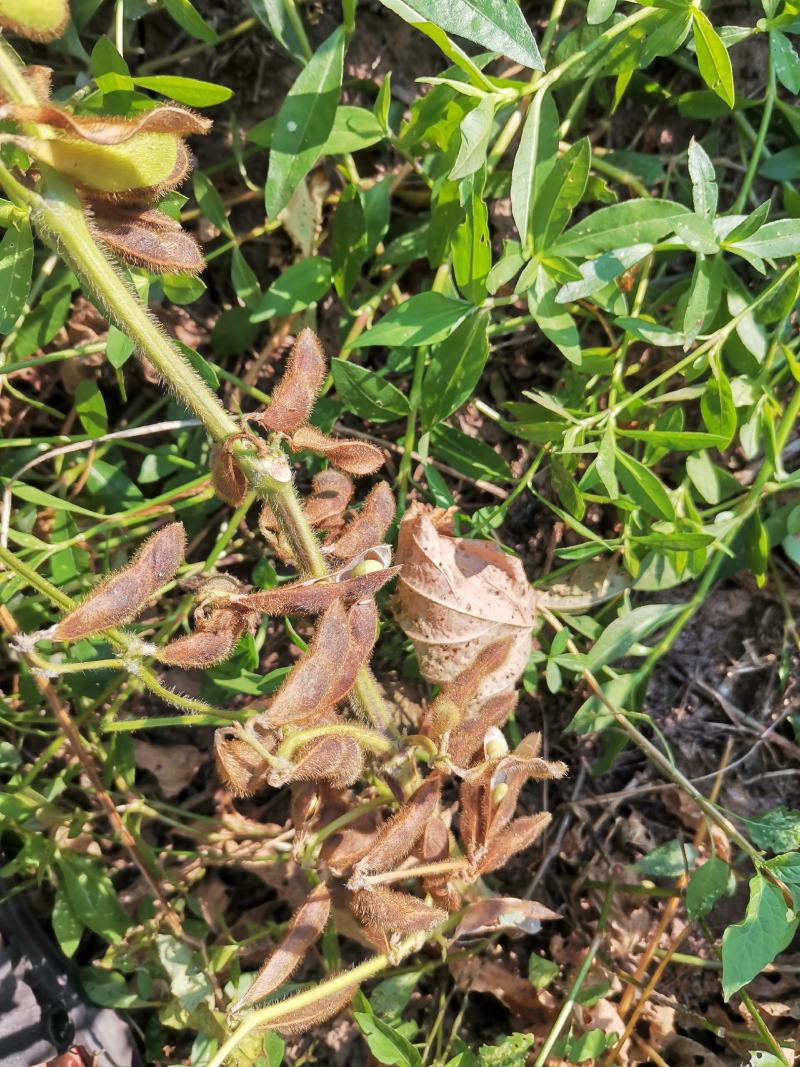 优质青皮大豆，干货，自然晾晒，农家肥种植，0添加。