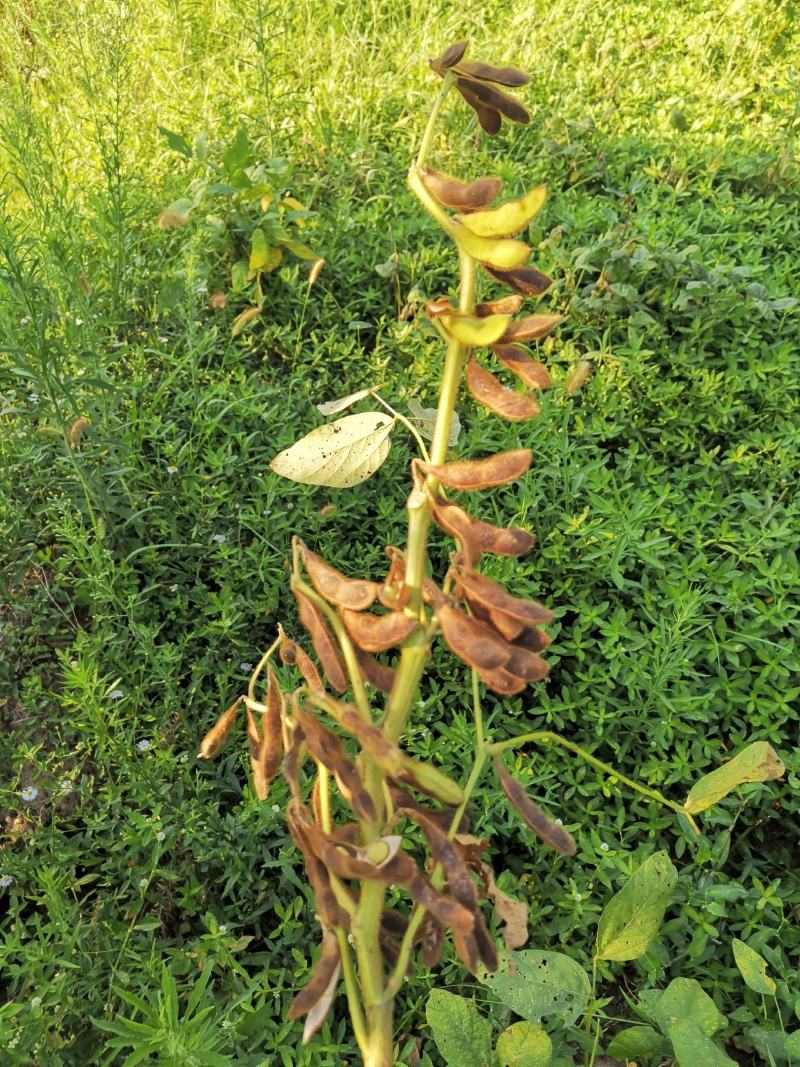 优质青皮大豆，干货，自然晾晒，农家肥种植，0添加。