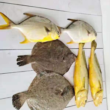 新鲜大黄花鱼，金鲳鱼，多宝鱼，组合套餐，