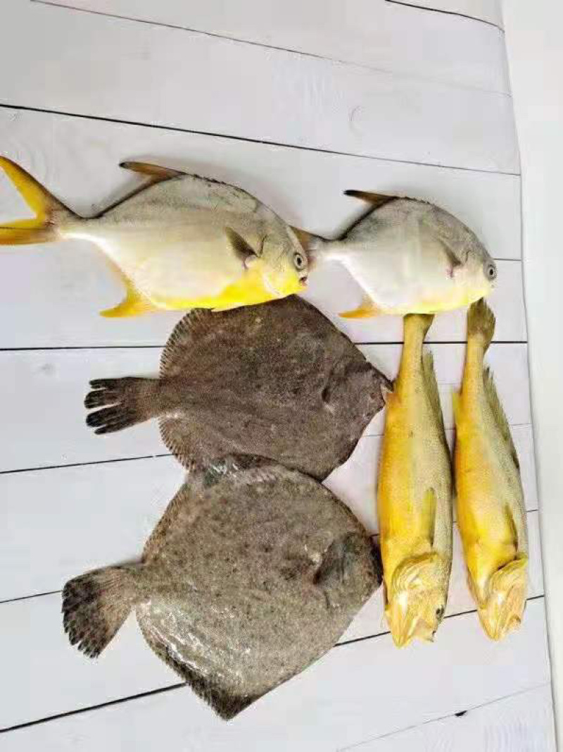 新鲜大黄花鱼，金鲳鱼，多宝鱼，组合套餐，