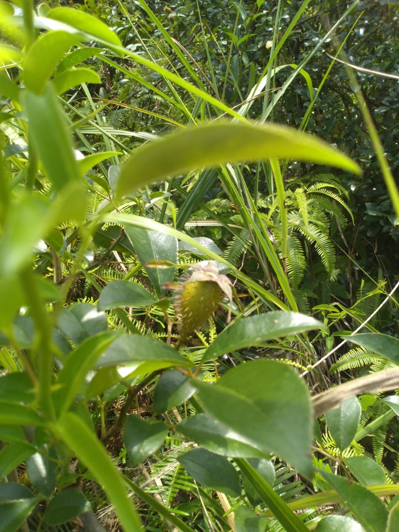 纯野生，鲜货金樱子，不是种植和郊区货可以比的